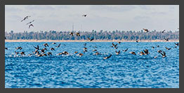 Duck Hunting on Lake Michigam