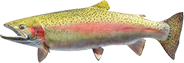 Rainbow Trout Fishing on Lake Michigan