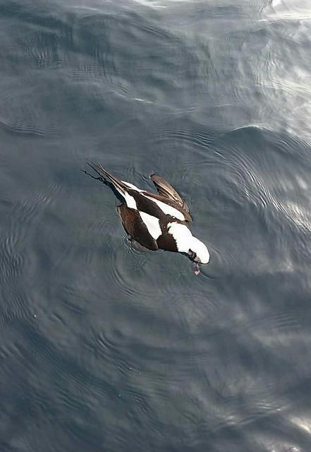 Duck Hunting Green Bay