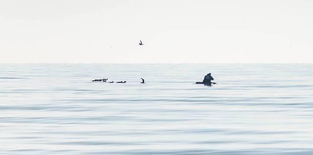 Duck Hunting Green Bay