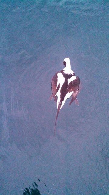 long Tail Duck Hunting Guide