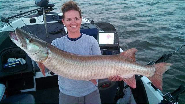 51 inch Green Bay Musky