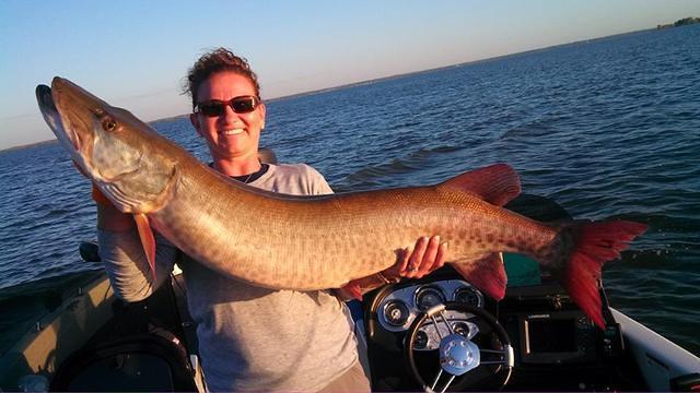 50 inch Green Bay Muskie