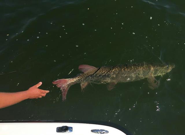 12088074 10102283364253728 9080732578399590903 n