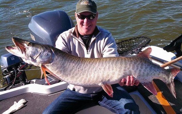 50 inch Green Bay Muskie Fatty