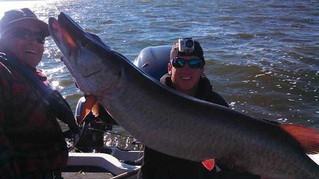 September 52inch Green Bay Musky