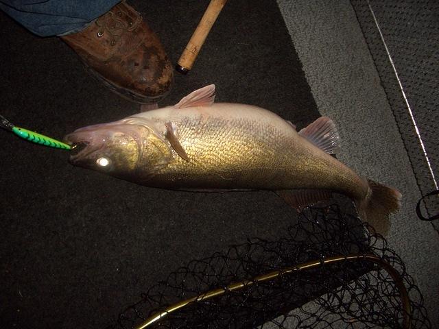 Pig Walleye