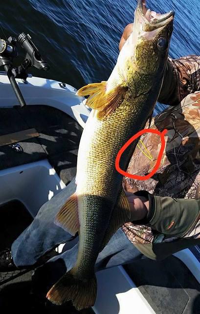 11188446 10102165497354938 3735130586260273280 n