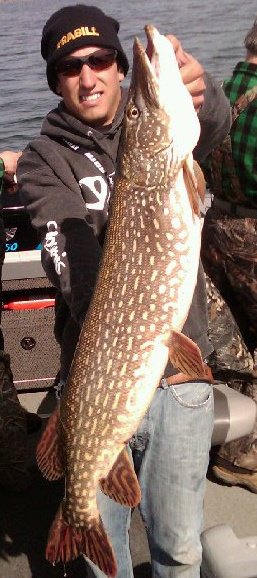 Nice 38inch Fat Pike