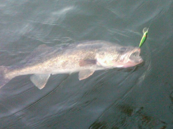 Nice walleye before being netted