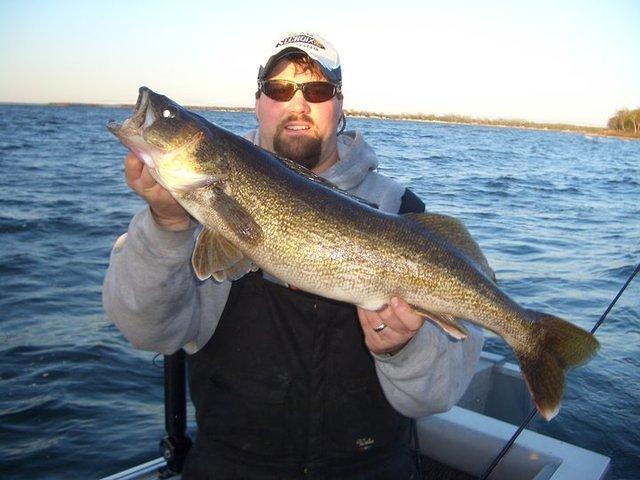 32.75 inch walleye
