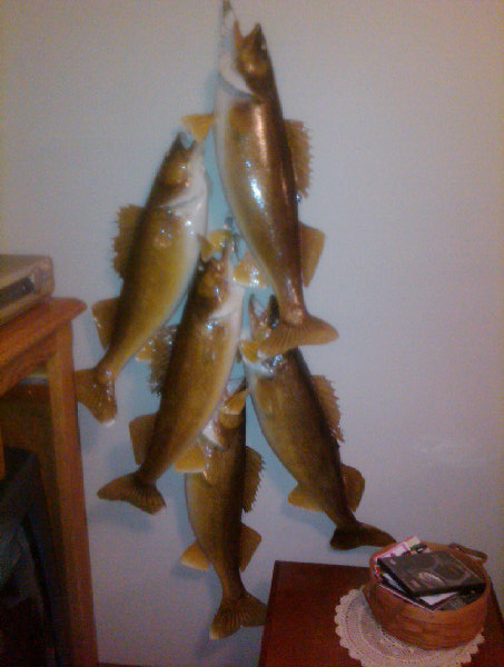 Stringer of huge walleyes