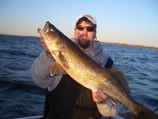 33 inch walleye