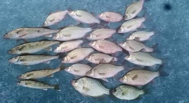 10527407 10102123157080188 5432268203375720799 n