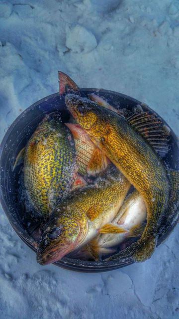 10891717 10203548788032468 4974391265068865934 n