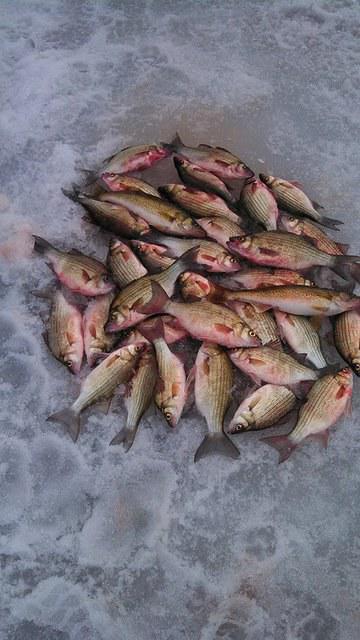 1175230 10101821486290868 692018690 n