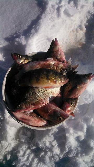 1186671 10101811246187118 992906956 n