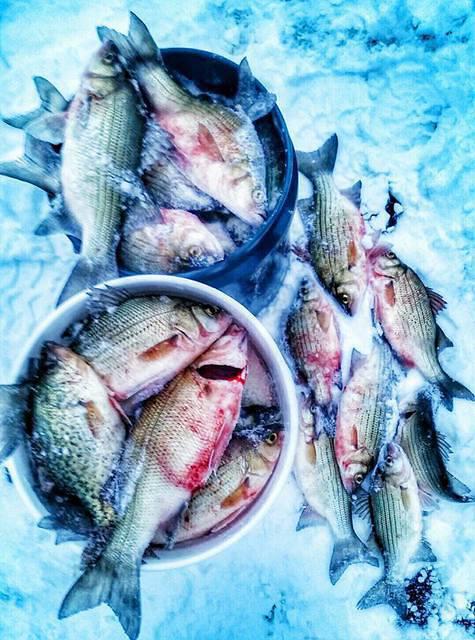 1507694 10203500493425133 6053668107810953562 n